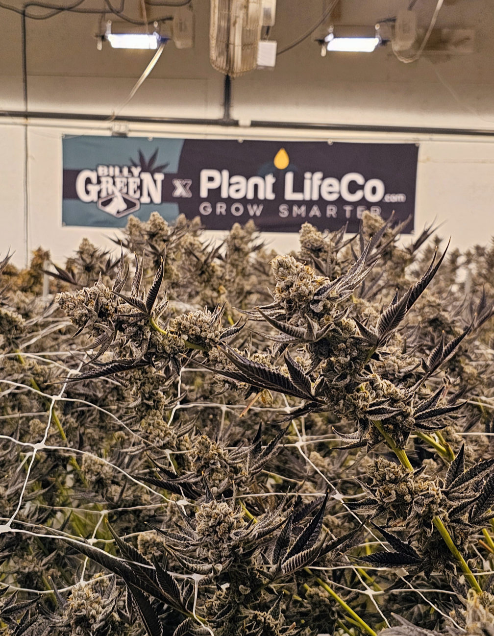 Billy Green x Plant Life Co grow room canopy