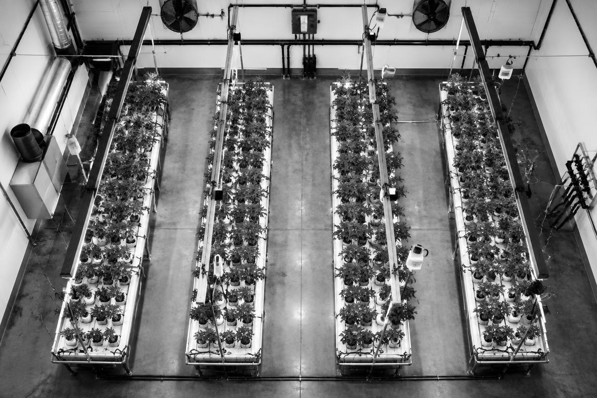 Experience Built in the Grow Room photography placeholder